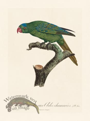 Barraband Parrot 060